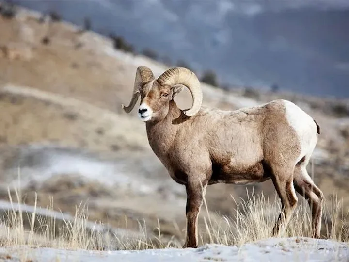 Bighoornskape (Kaliforniese bighoornskape) (Ovis canadensis californiana), 3 of 3