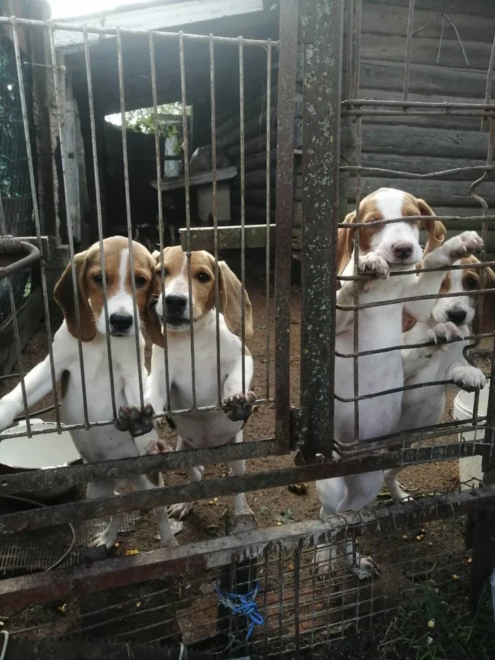Estonian Hound Puppies: Characteristics, Care, and Hunting Training