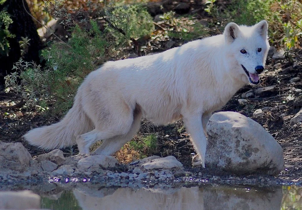 Photo of Սպիտակ գայլ (Սպիտակամորթ գայլ) (Canis lupus albus)
