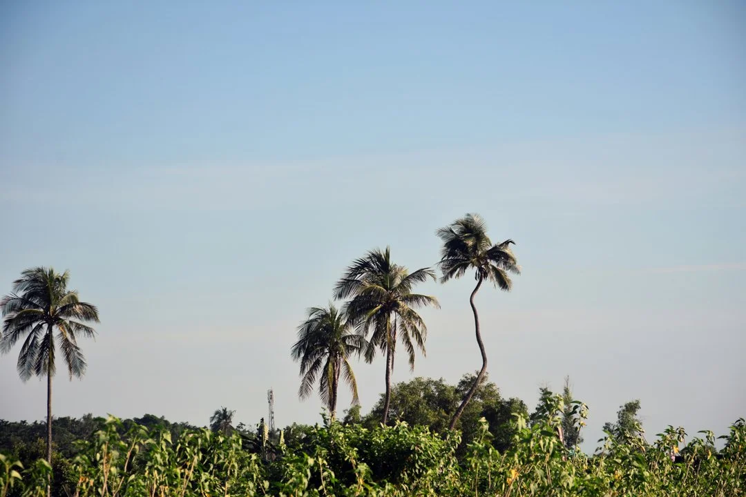 Hunting Adventures in Kédougou, Senegal: Wildlife, Species, Laws and Commnities, Hunting Legislation