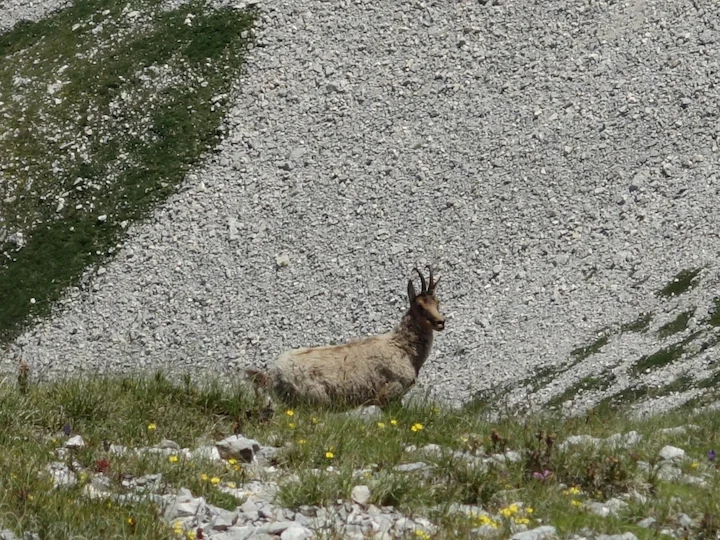 Camoscio dei Pirenei