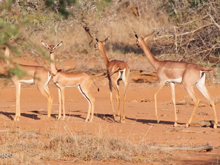 Gazzella giraffa