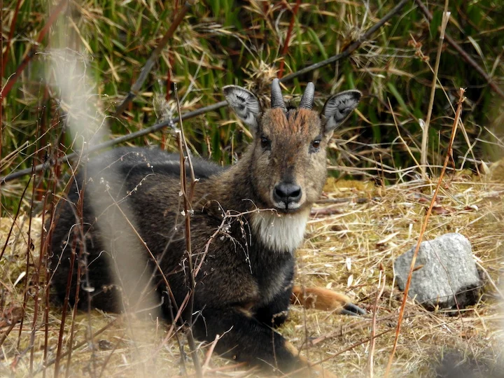 Goral (Bergziege) (Naemorhedus goral)