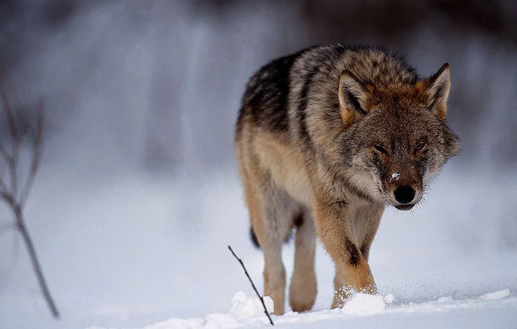 Court Halts 2026 Wolf Hunting Season: A Victory for Conservationists & A Blow to Swedish Hunters

Sweden’s Administrative Court stops all licensed wolf hunting planned fo