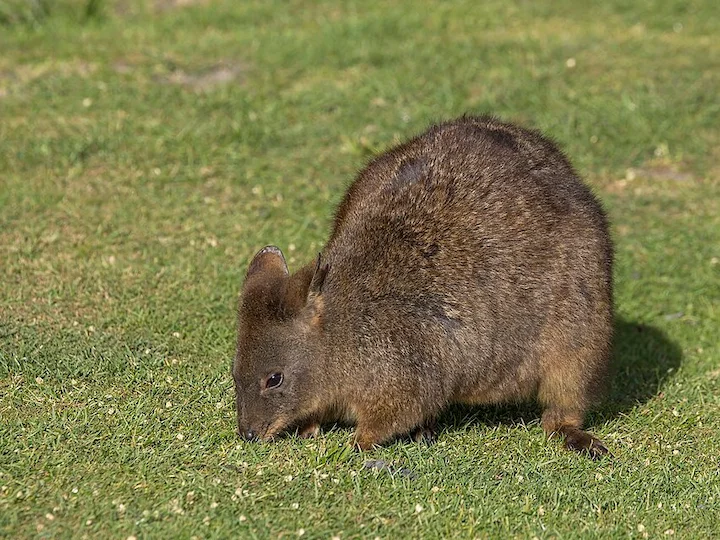 Brown's Pademelon (Brown's Thylogale) (Thylogale browni)