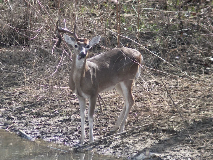 Weißwedelhirsch (Virginia-Wapiti) (Odocoileus virginianus texanus)