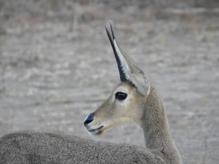 Rhebok grigio
