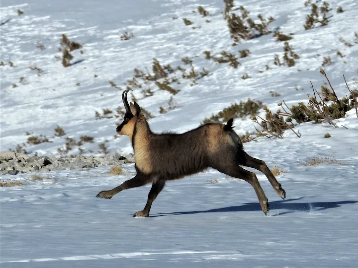 Pireneëse gems (Pireneëse steenbok) (Rupicapra pyrenaica), 3 of 3