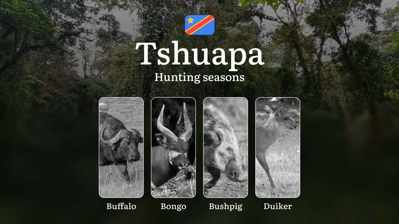 Hunting Seasons in Tshuapa (DRC): Permitted Seasons, Temporary Prohibitions, Licensing Regulations, Penalties for Infractions, Tactical Planning, and Gear Selection

Hunt