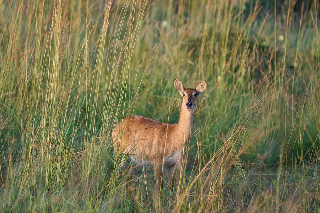 Hunting in Eastern Zambia: The Ultimate Safari Experience in Africa's Wild Heart, Official Hunting Seasons, Interesting Facts About Hunting
Geography and Natural Landsca