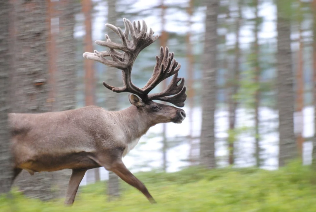 Finnish Forest Reindeer (Finnish Reindeer, Forest Reindeer) (Rangifer tarandus fennicus)