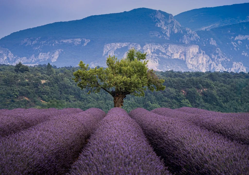 La Chasse dans les ALPES-DE-HAUTE-PROVENCE: Explorez la Géographie, Naviguez dans la Législation et Découvrez des Associ…
