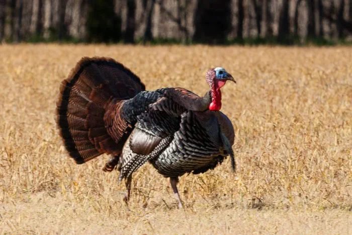 Michigan Shakes Up 2026 Spring Turkey Hunting: New Management Units, Longer Seasons, and Mandatory Reporting