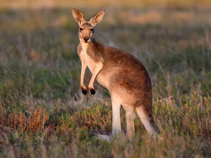 Roter Riesenkänguru (Roter Känguru) (Macropus rufus)