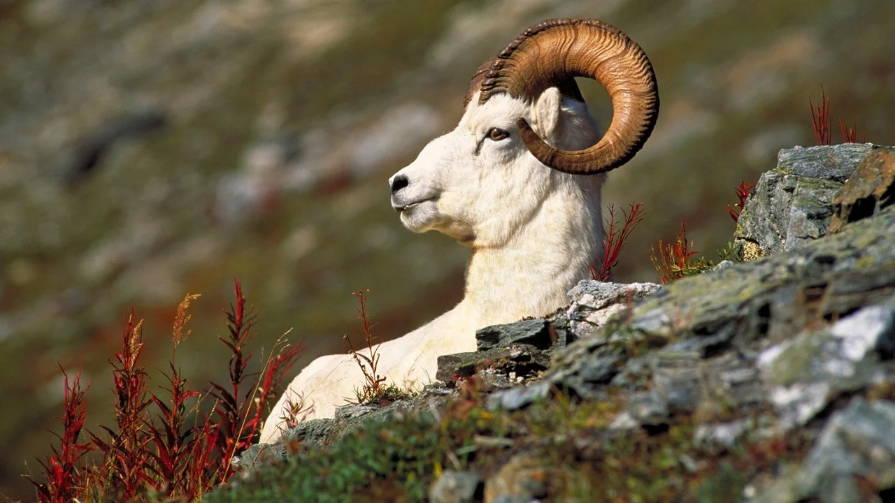 Баран Далла (Ovis dalli)
Вид из семейства полорогих (Bovidae), иногда рассматриваемый как подвид толсторога. Видовое название дано в честь американского натуралиста Уилья