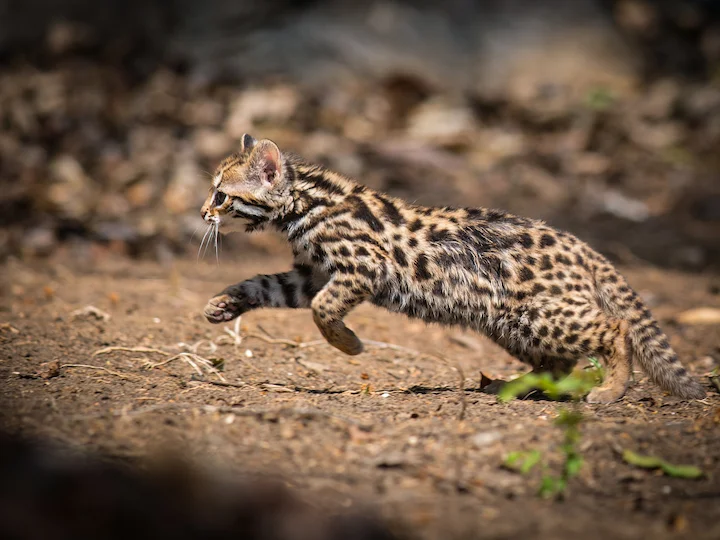 Gatto leopardo asiatico