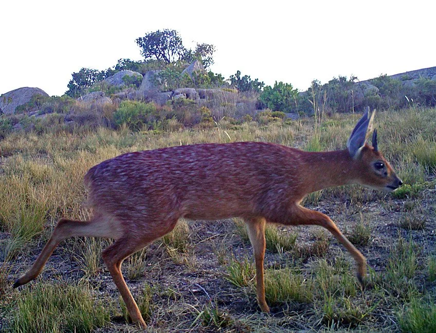 Klipspringer (Swartoor-klipspringer) (Raphicerus melanotis), 3 of 5
