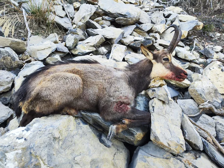 chamois