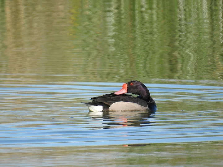 Rosobilac (Netta peposaca)