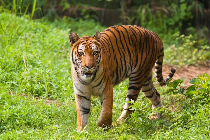 Бенгальский тигр: величественный хищник джунглей 🐅.