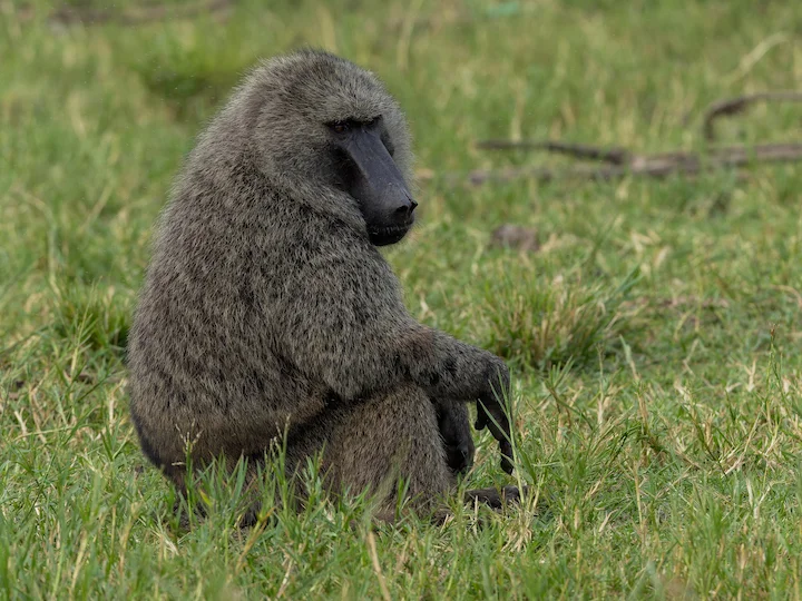 Olive Baboon (Anubis Baboon) (Papio anubis)