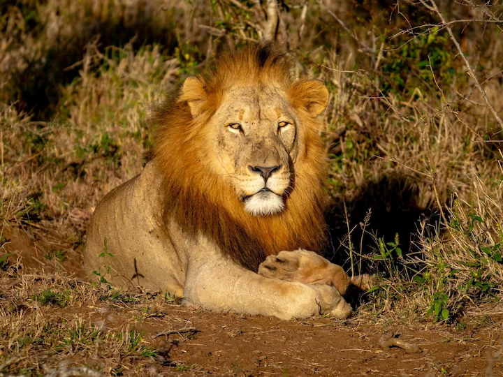 Leone