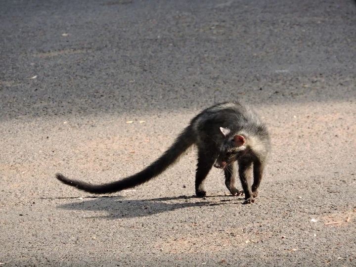 Asian Palm Civet (Common Palm Civet, Toddy Cat) (Paradoxurus hermaphroditus)