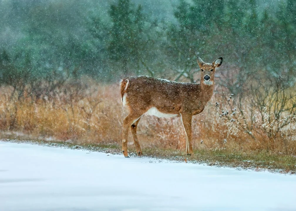 Québec: assouplissement des règles de chasse au cerf de Virginie pour une meilleure gestion 
