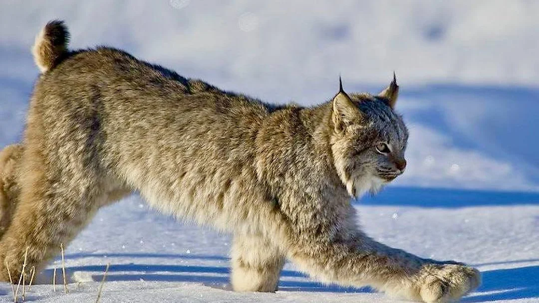 Protective Lynx Hunting Approved in Västernorrland After Reindeer Attacks