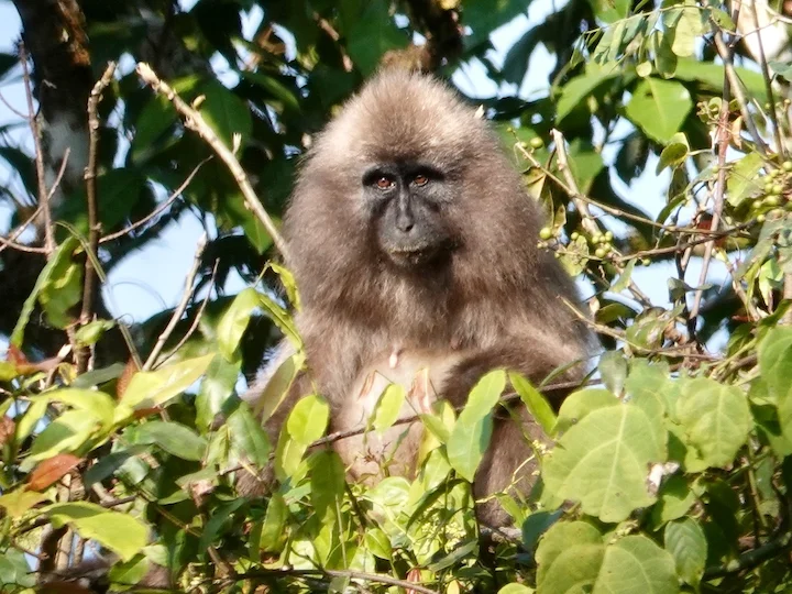 Hoogland-mangabey Hoogland-mangabey