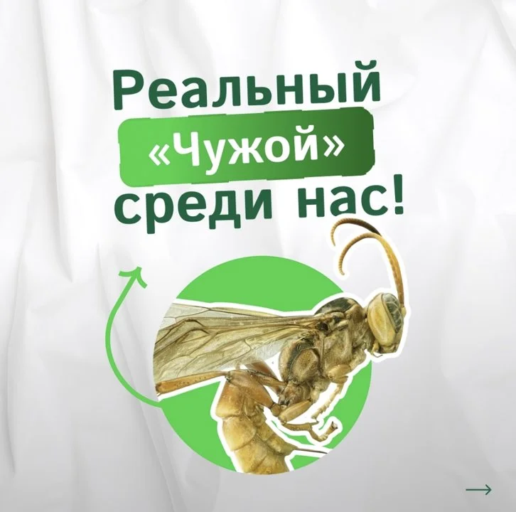 В мире энтомологии произошло захватывающее открытие , которое словно