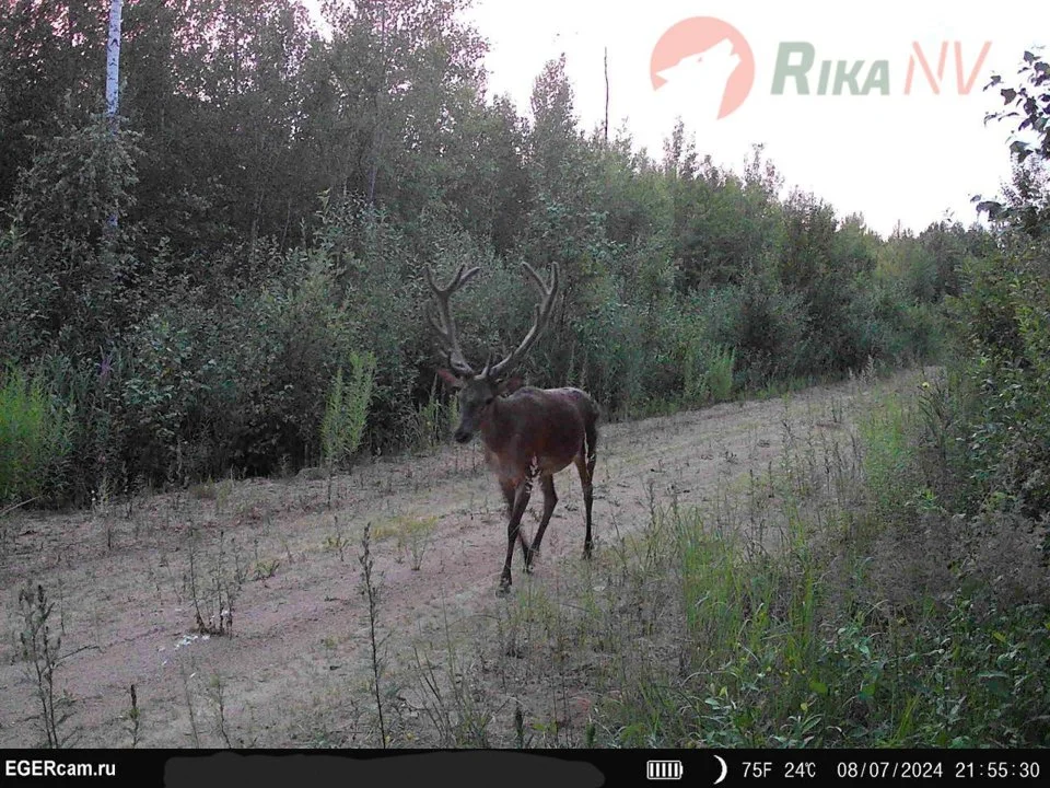 🦌📸Nedavno smo objavili snimku kamere zamke Alexandera Shkaptsova iz našeg RikaNV tima, koja prikazuje mali čopor vukova u zemlji.

Sutradan je ista kamera snimila ovako