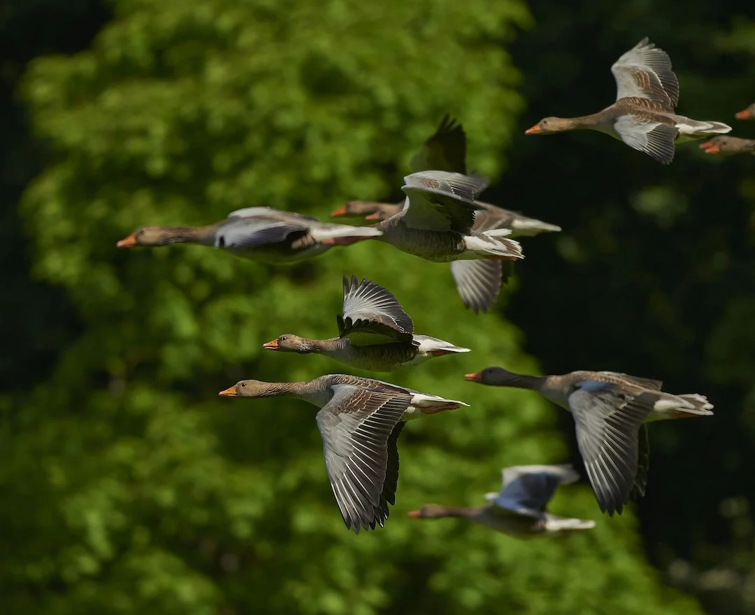 Vogelgrippe H5N1: 76 Vögel im Vogelpark Haßloch getötet

Vogelgrippe H5N1 in Rheinland-Pfalz: 76 Vögel im Vogelpark Haßloch getötet. Aktuelle Infos zu Stallpflicht, Risik