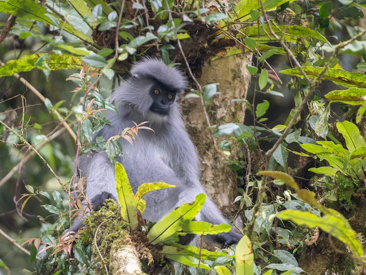 Shortridge se gemerkte langur
