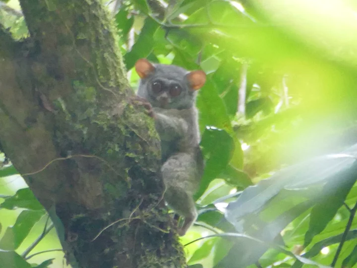 Sangihe-tarsier