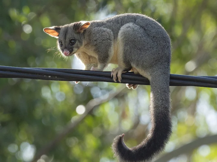 Common Brushtail Possum (Brushtail Possum, Possum) (Trichosurus vulpecula)