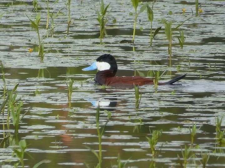 Ruđa čaplja (Oxyura jamaicensis)