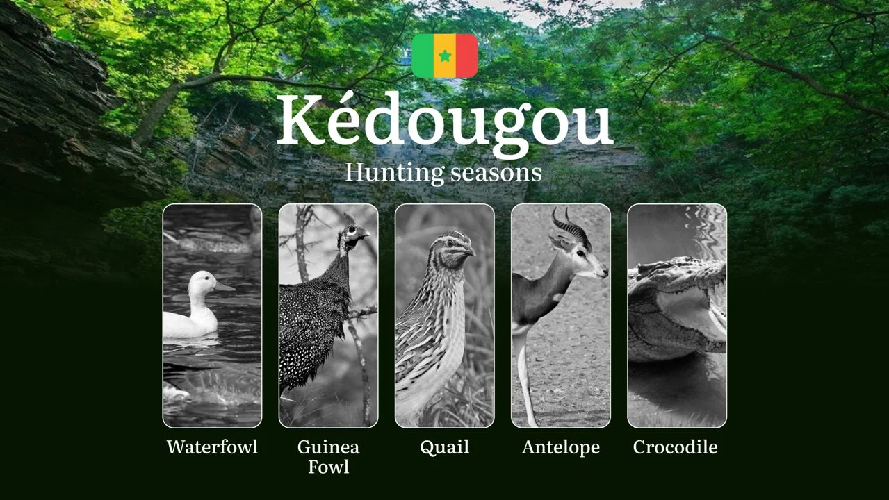 Hunting Dates in Senegal: The KÉDOUGOU Region – Seasons and Timing, Rules, and Preparation, Tips for Choosing Location and Tactics

Hunting Regulations and Periods in Kéd