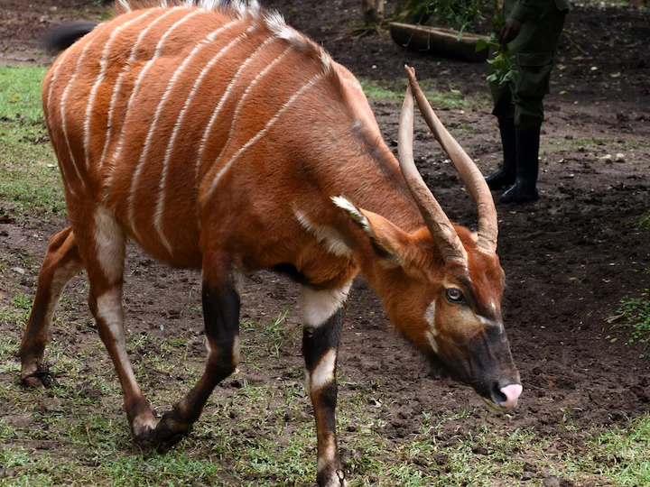 Oos-bongo