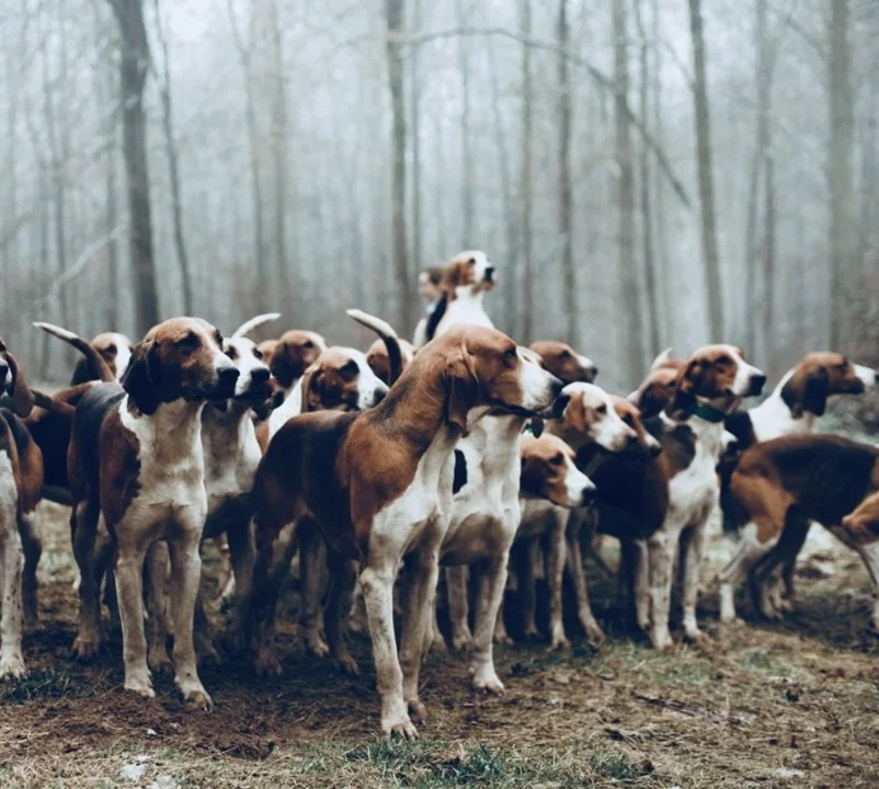 Best hunting dog breeds - how to choose a hunting dog? avatar