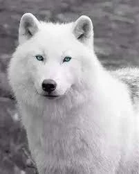 The Arctic wolf (Canis lupus arctos), also known as the white wolf or polar wolf, is a subspecies of grey wolf native to the High Arctic tundra of Canada's Queen Elizabet