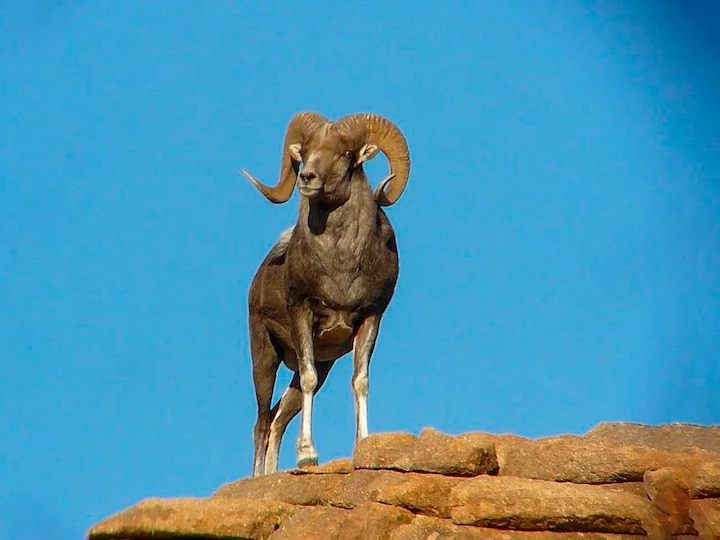Darwins skaap (Darwin se argali)