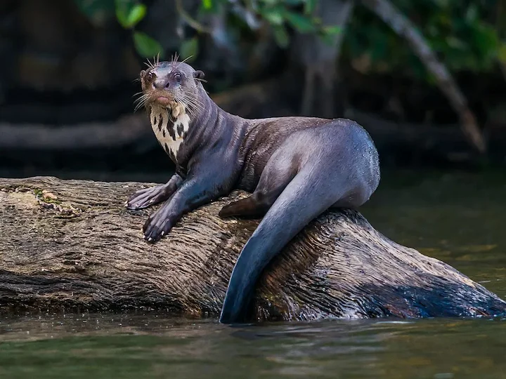 Giant Otter (Giant River Otter) (Pteronura brasiliensis)