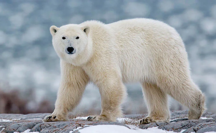 The 3 Most Expensive Hunts in North America
If you’re saving up money for a once-in-a-lifetime dream adventure, why not shoot for the moon?
If you had all the money in th