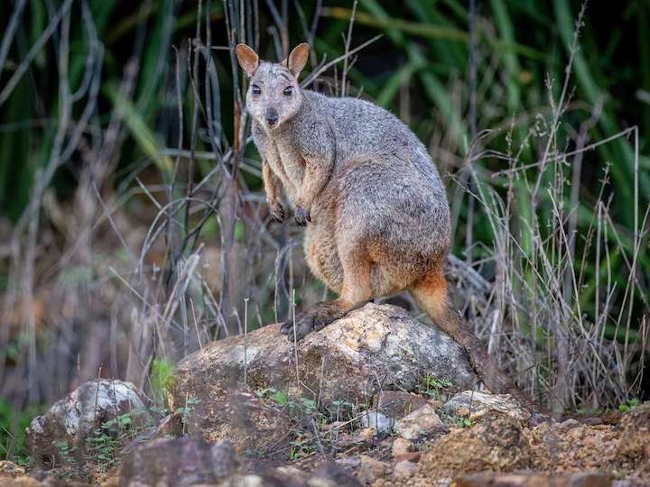 Wallaby-rochedo de Godman (Petrogale godmani)
