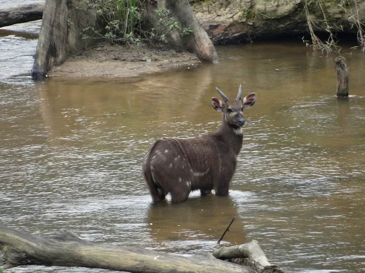Spekes kudus antilop (Grå kudu) (Tragelaphus spekei gratus)
