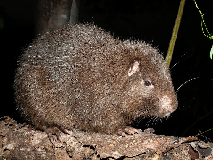 Hutia hispaniolská