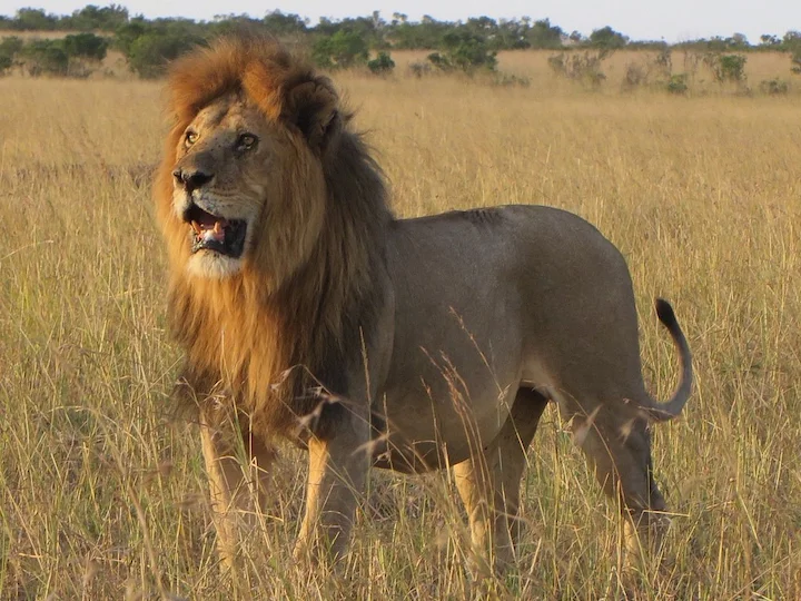 Löwe (Löwin) (Panthera leo)
