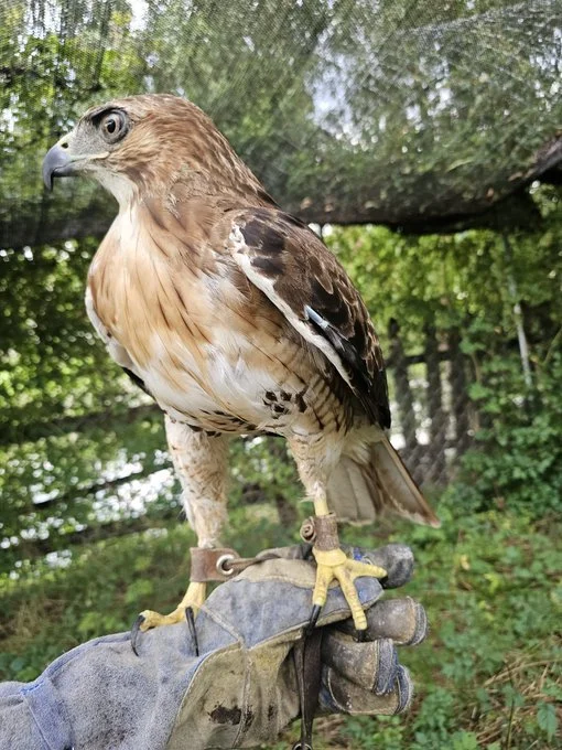 Almost ready for the 2024 hawking season
