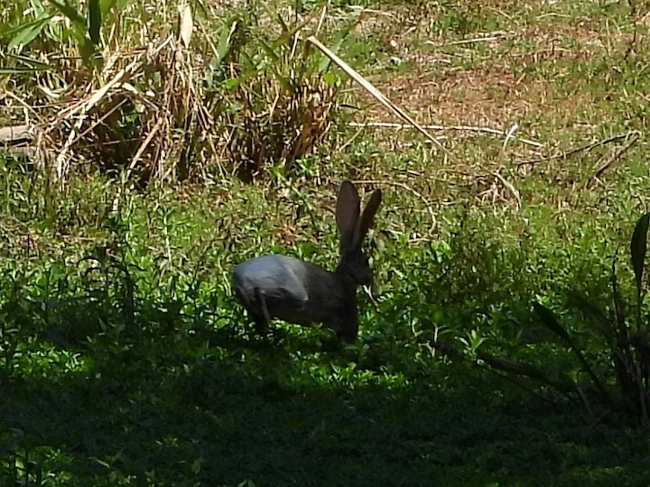 Lepre antilope